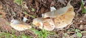 Enlarge photo 131