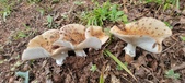 Enlarge photo 132