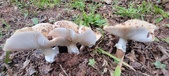 Enlarge photo 136