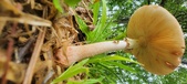 Enlarge photo 142