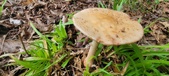 Enlarge photo 145