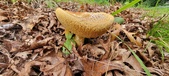 Enlarge photo 148