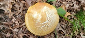 Enlarge photo 154