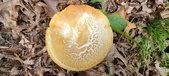 Enlarge photo 155