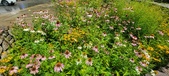 Enlarge photo 189
