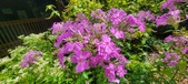 Enlarge photo 200