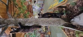 Enlarge photo 204