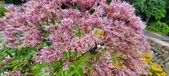 Enlarge photo 239
