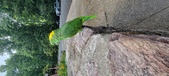 Enlarge photo 243