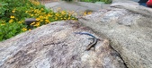 Enlarge photo 246