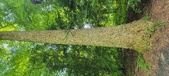 Enlarge photo 247