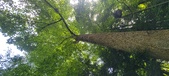 Enlarge photo 250
