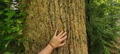 Enlarge photo 252