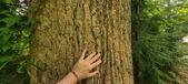 Enlarge photo 253