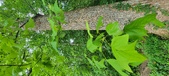 Enlarge photo 264