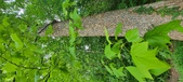 Enlarge photo 265