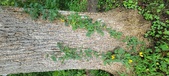 Enlarge photo 266