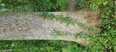 Enlarge photo 267