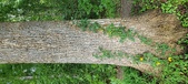 Enlarge photo 268