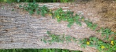 Enlarge photo 269