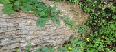 Enlarge photo 270