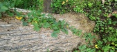 Enlarge photo 271