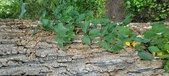 Enlarge photo 272