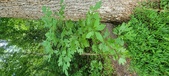 Enlarge photo 273