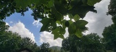 Enlarge photo 275