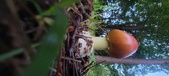 Enlarge photo 299