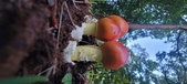 Enlarge photo 298