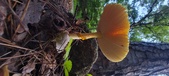 Enlarge photo 300
