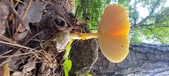 Enlarge photo 301