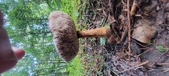 Enlarge photo 314