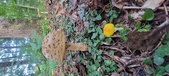 Enlarge photo 321