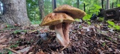 Enlarge photo 327