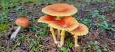 Enlarge photo 336