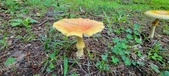 Enlarge photo 342