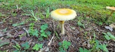 Enlarge photo 343