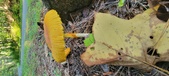 Enlarge photo 344