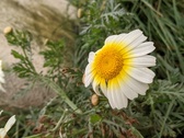Enlarge photo 37