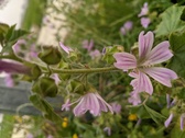 Enlarge photo 49