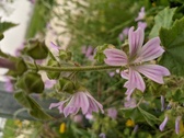 Enlarge photo 48