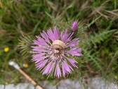 Enlarge photo 51