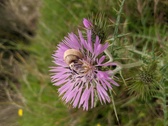 Enlarge photo 57