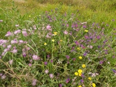 Enlarge photo 63