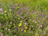 Enlarge photo 62