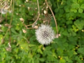 Enlarge photo 75
