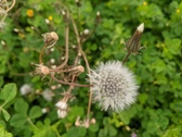 Enlarge photo 81