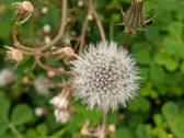Enlarge photo 80